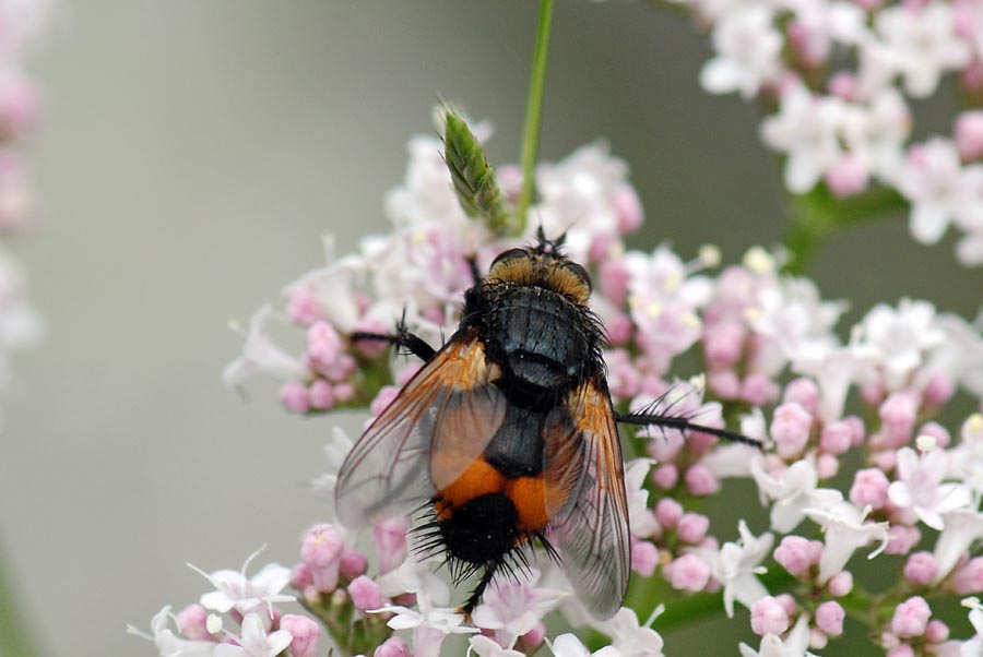 Nowickia sp.
